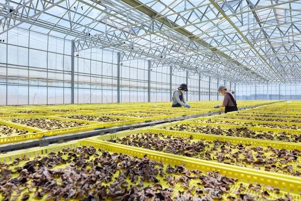 【宮城県名取市】「オーガニックきのこ栽培場」できくらげの収穫体験・見学を開催！採れたての試食も
