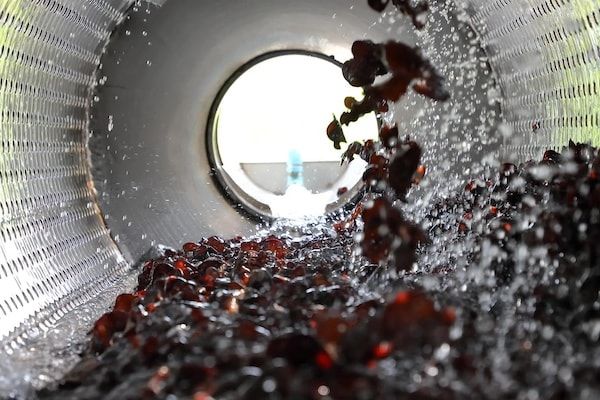 【宮城県名取市】「オーガニックきのこ栽培場」できくらげの収穫体験・見学を開催！採れたての試食も