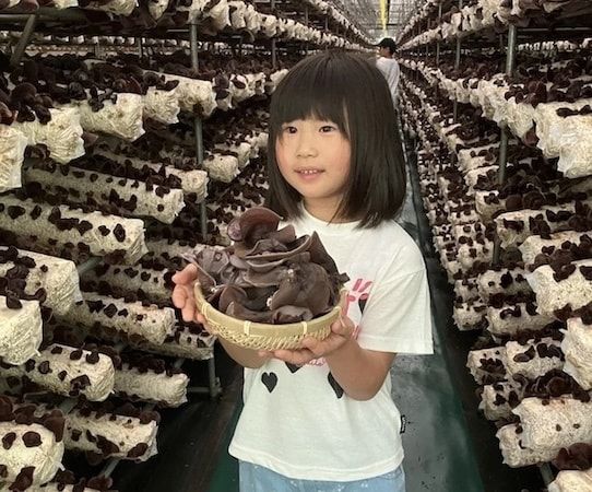 【宮城県名取市】「オーガニックきのこ栽培場」できくらげの収穫体験・見学を開催！採れたての試食も