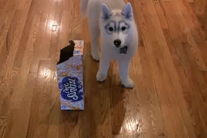 1つの空き箱と1匹のシベリアンハスキーの子犬…箱が気になる様子！