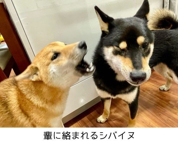 実写がこちら！迷惑そうな兄蔵くんの顔も、漫画とほぼ同じ！ ユウコトリトリ(@yuko_toritori)
