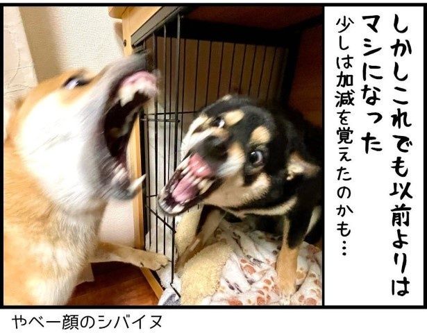 柴犬兄弟のケンカが多い問題を相談した結果P04 ユウコトリトリ(@yuko_toritori)