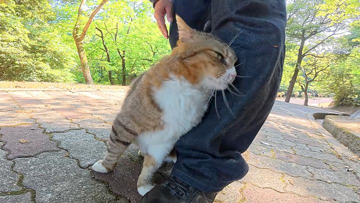 絶対に帰らせてくれない猫