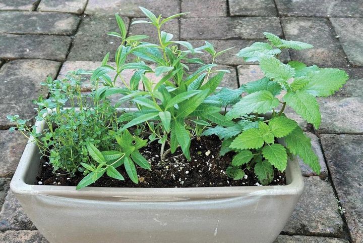 料理にすぐ使える【ハーブの寄せ植え】おすすめの組み合わせ2種と植え方