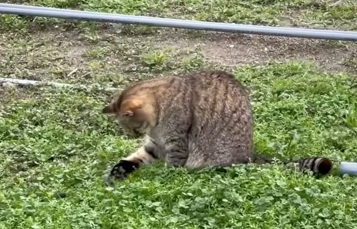 畑で何かを見つけた猫