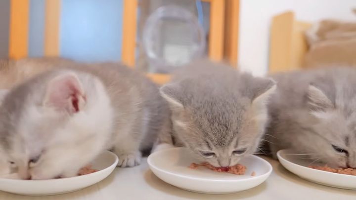 ご飯を勢いよく食べる子猫達