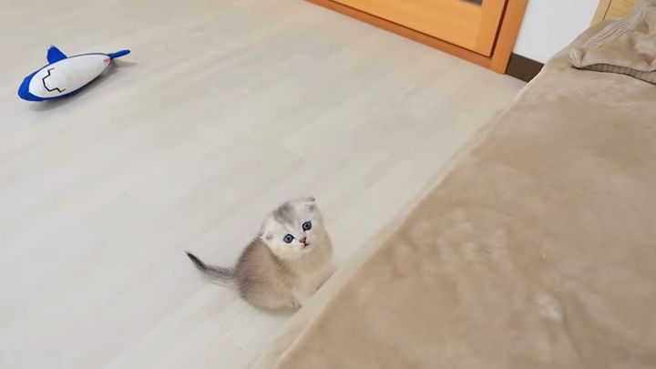 ベッドの下から話しかけてきた子猫