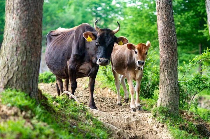 森の木立の間に立つ黒毛の成牛と茶色の子牛の2頭。放し飼い環境の牧場を示す自然光の近距離ショット