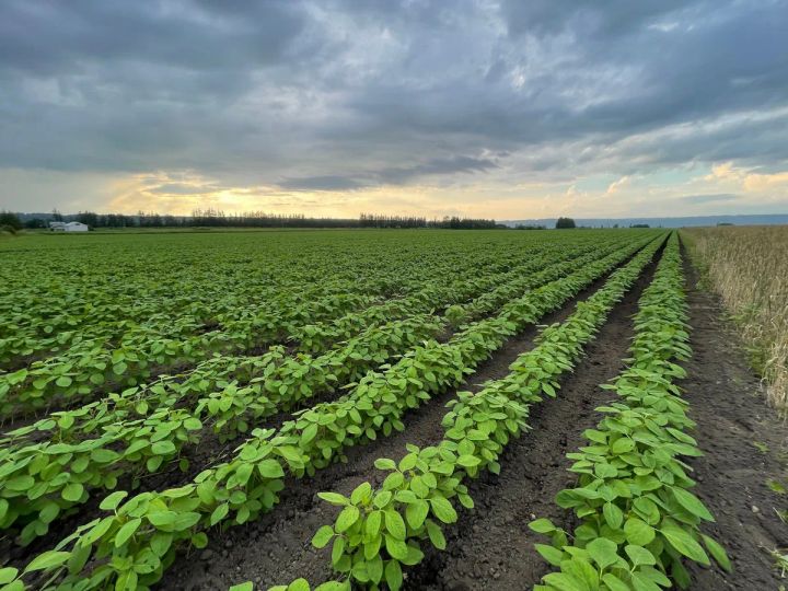 広大な農地に整然と並ぶ大豆の苗畑を夕暮れの曇り空のもと撮影した圃場全景写真
