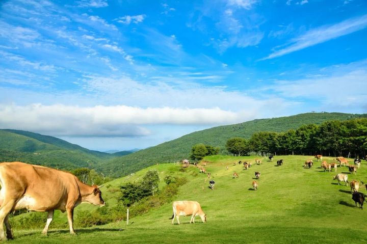 なかほら牧場の広大な放牧地全景。緑の丘陵に多数の乳牛（ジャージー種）が自由に草を食む様子と、背後の山並みと青空が写る