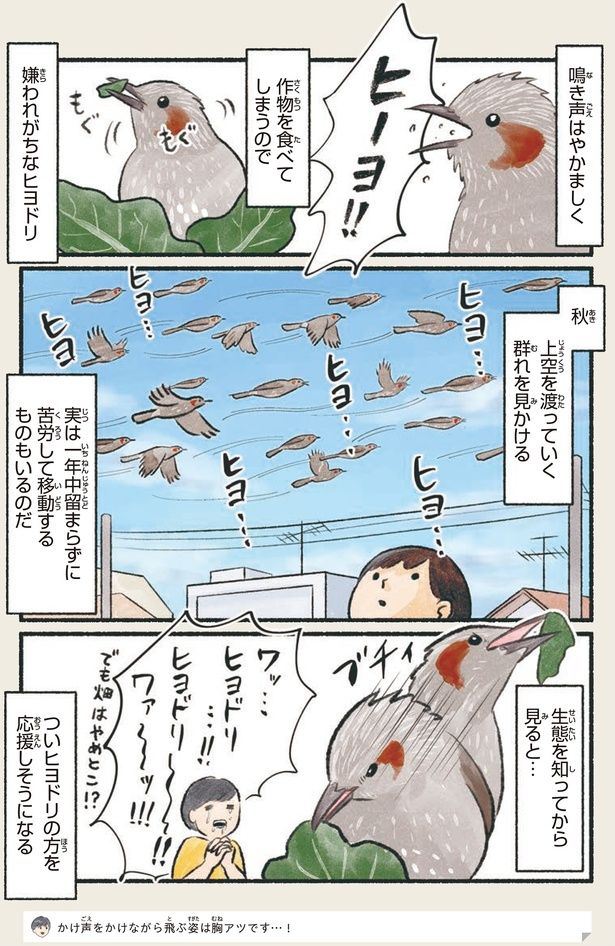 嫌われがちなヒヨドリ （C）piro piro piccolo／KADOKAWA
