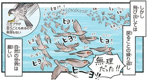 自然の世界は厳しい （C）piro piro piccolo／KADOKAWA