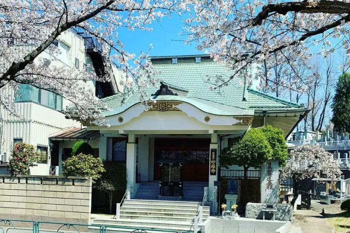 妙櫻寺本堂の外観実写。緑屋根・金色装飾の日蓮宗寺院建物と満開の桜並木が青空を背景に写る春季撮影写真