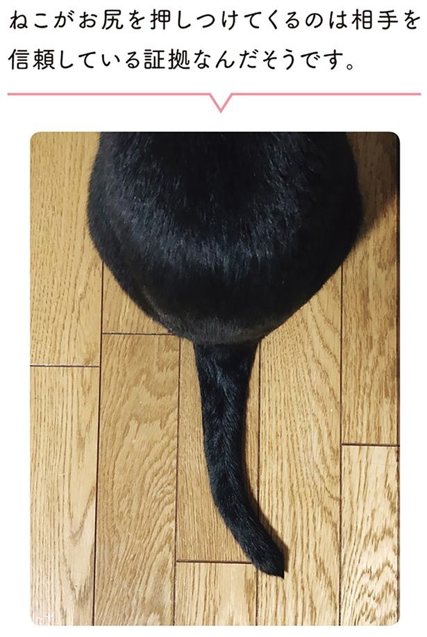 ねこがお尻を押し付けてくるのは相手を信頼している証拠なんだそうです （C）AKR／KADOKAWA