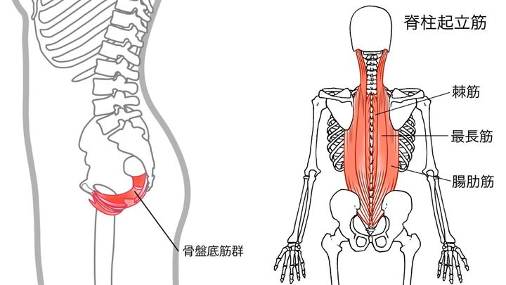 骨盤底筋群＿脊柱起立筋