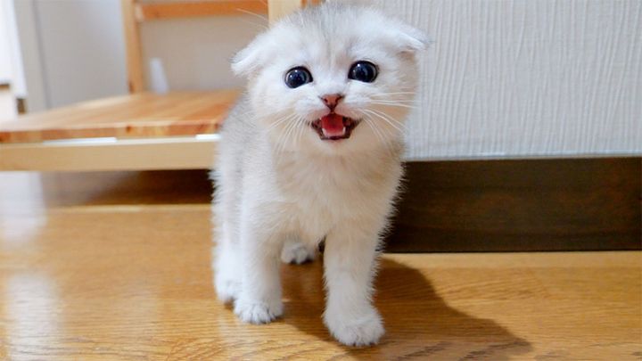 ご飯を催促する子猫