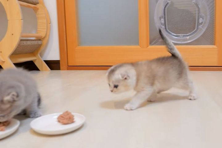 慌ててご飯を食べに来た子猫