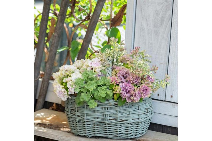 花色も花形も豊富な【ペチュニア】どう選ぶ？ 飾る場所から逆算する苗と鉢の選び方、管理方法