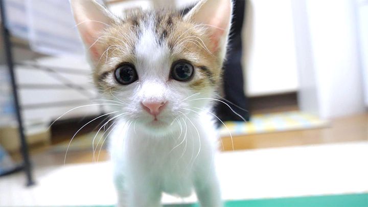 カメラに圧をかける子猫
