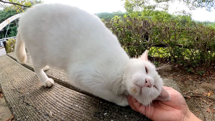 撫でられる猫