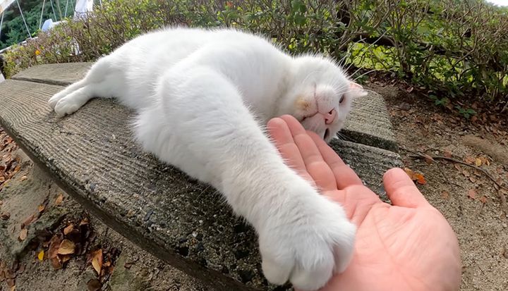 撫でて欲しい猫