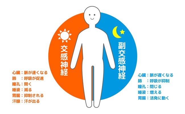 交感神経と副交感神経