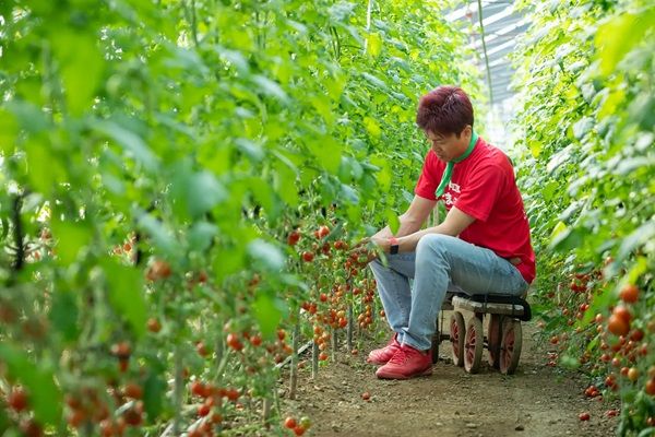 【愛知県田原市】白いご飯に合うミニトマトの「だしだれ」発売中！執念が生んだアップサイクル調味料