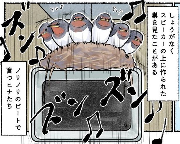 スピーカーの上でノリノリのビートで育つツバメのヒナたち 画像提供：piro piro piccolo
