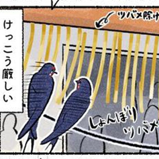 住宅難のツバメたち 画像提供：piro piro piccolo