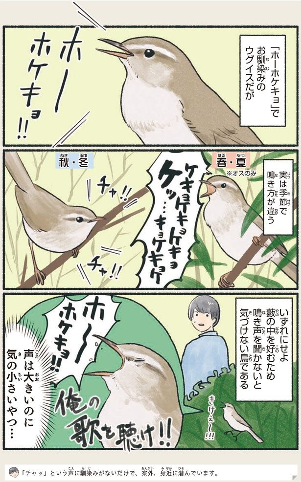 実は季節で鳴き方が違う （C）piro piro piccolo／KADOKAWA