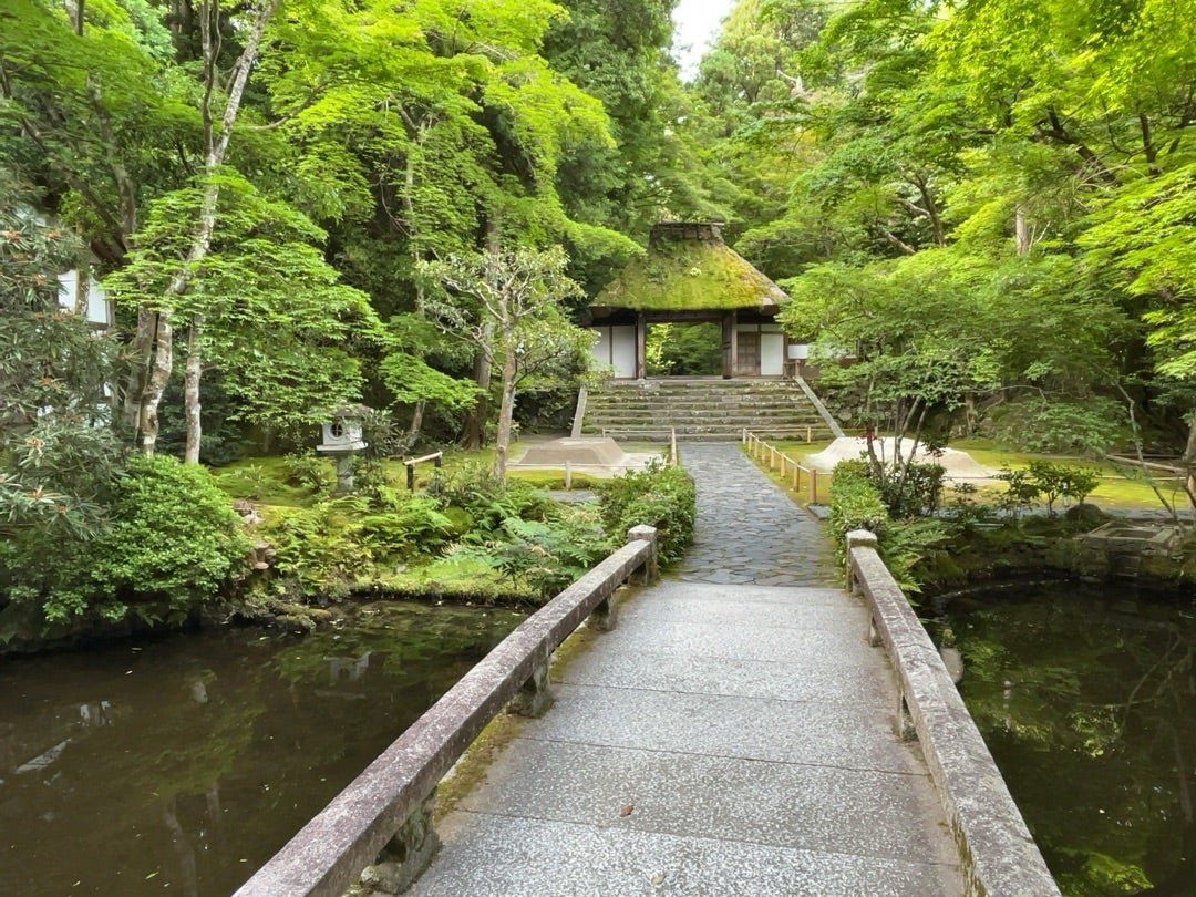 法然院で苔と青もみじの静謐な空間を楽しむ