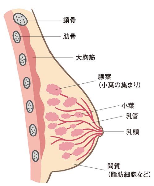 乳がんとは？どこにできる？