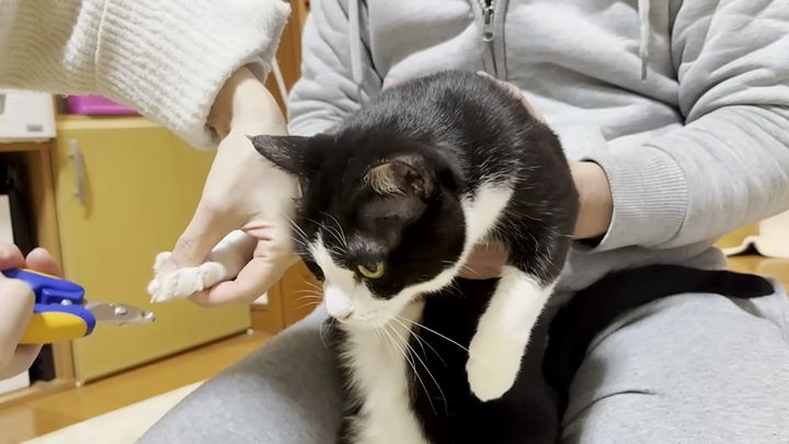 爪を切られる猫