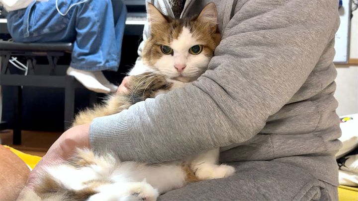 お手手ないないする猫