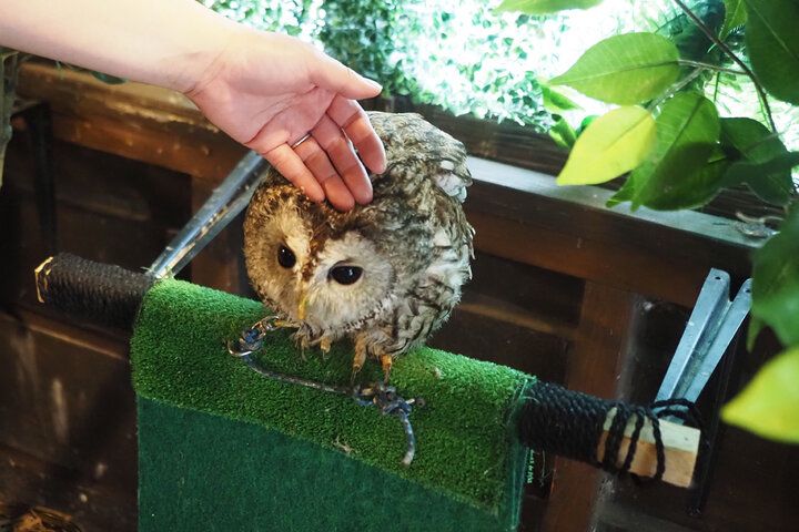 中世のヨーロッパみたい♪ 静岡・浜松「ぬくもりの森」で絵本の世界へワープ