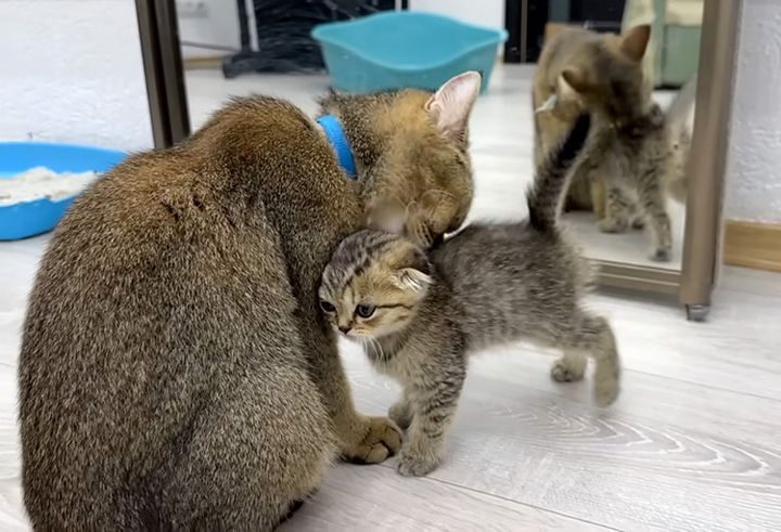 子猫を落ち着かせる母猫