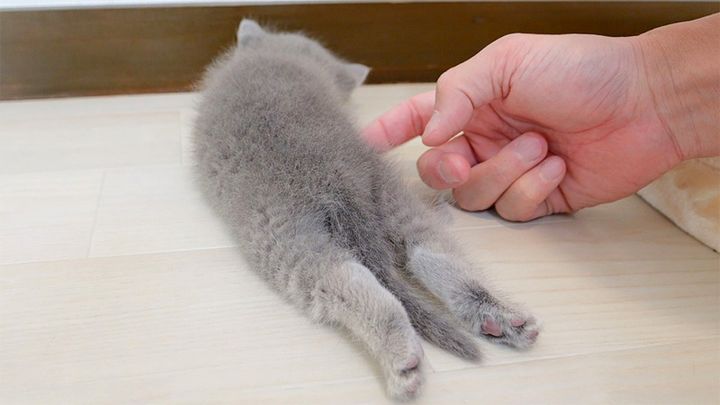 子猫をツンツン