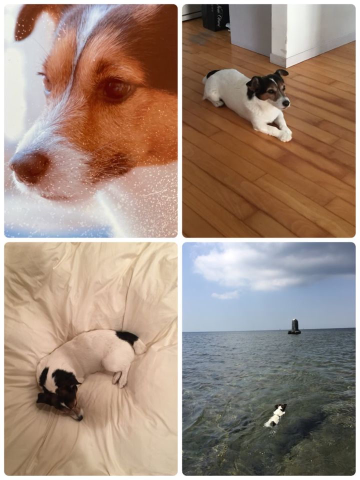 KAORIさんが飼っていた大吉
