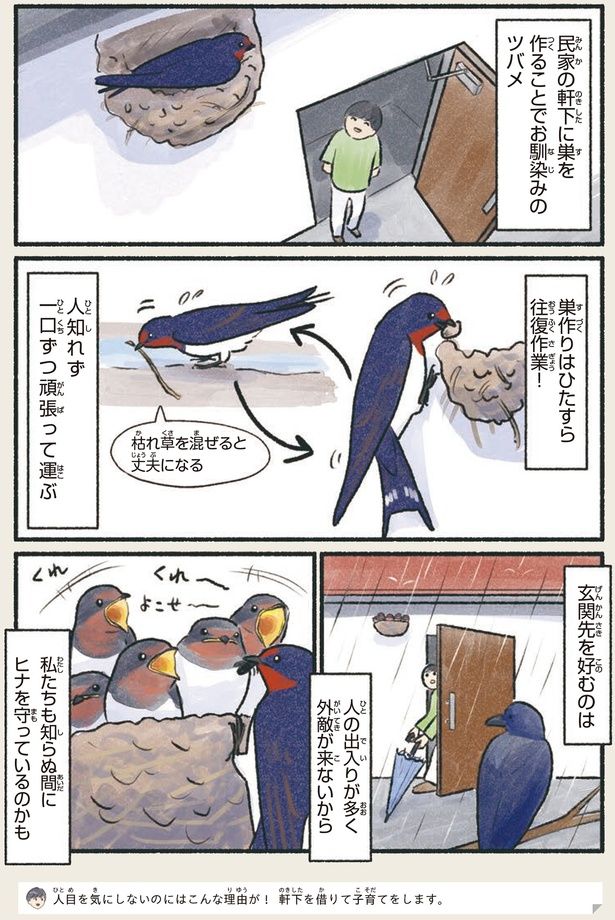 私たちも知らぬ間にヒナを守っているのかも （C）piro piro piccolo／KADOKAWA