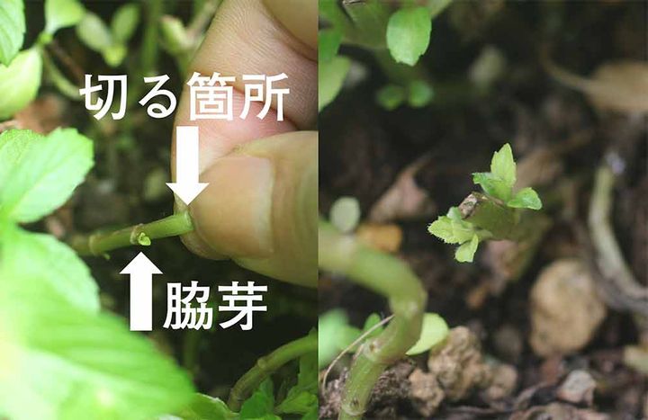 ミントの切り戻し