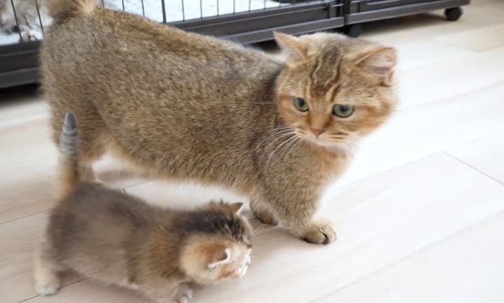 子猫を心配する母猫