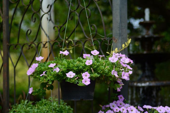 複数の吊り鉢の高さを変えて
