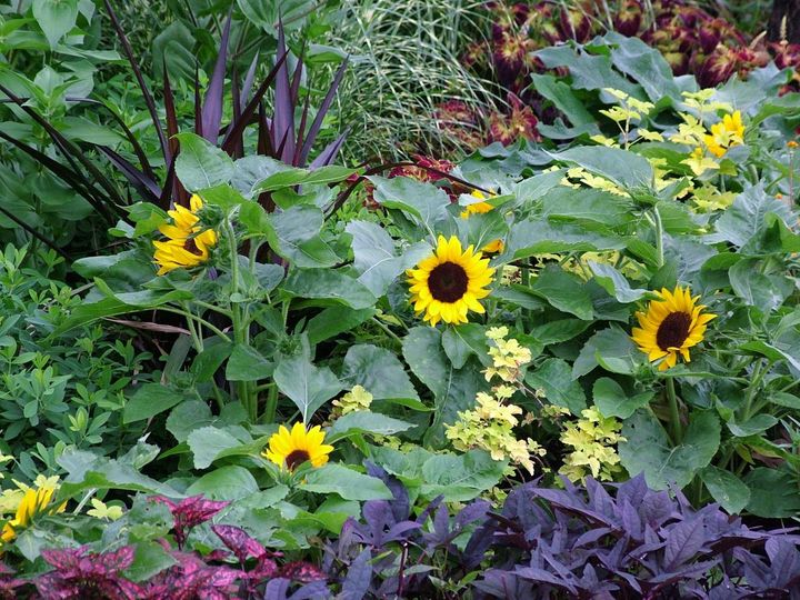 わい性のヒマワリでも植栽の背景になる