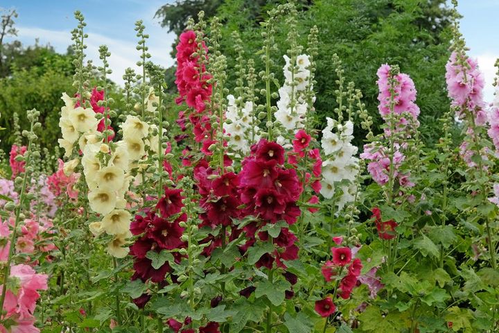 バリエーション豊富な花色が楽しめる