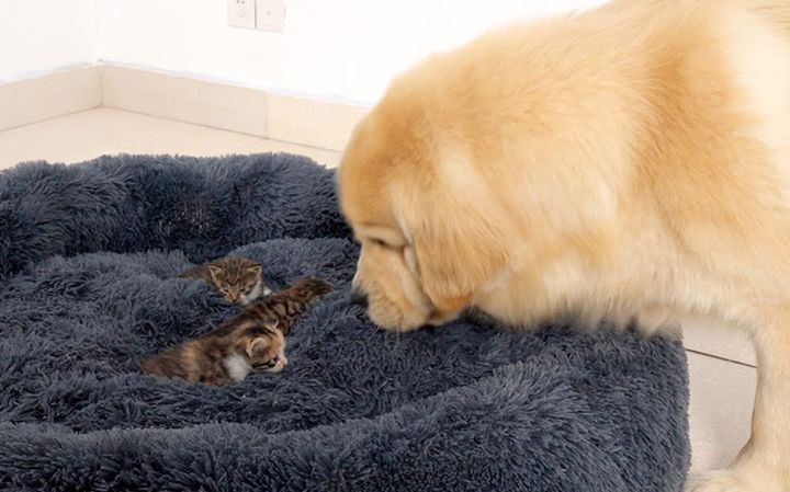 子猫達にベッドを取られたレトリバー