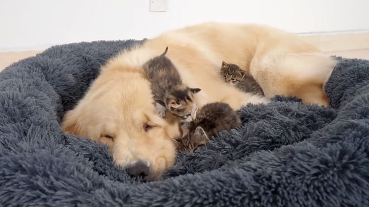 子猫達と一緒にベッドに入るレトリバー