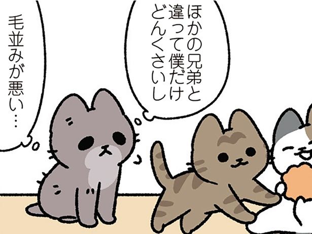 ぼくは毛並みが悪い… （C）ぱんだにあ／KADOKAWA