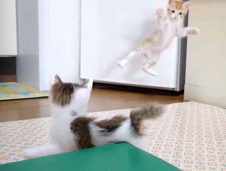 いつもより跳んでる子猫