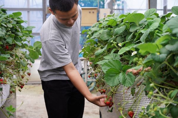 規格外・余剰の農作物をピューレに加工する取り組み「Purélution」のクラファン実施