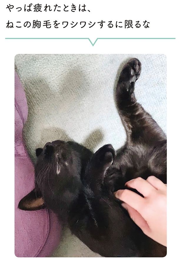 やっぱ疲れたときは、ねこの胸毛をワシワシするに限るな （C）AKR／KADOKAWA